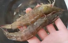 Đi chợ thấy tôm có 4 dấu hiệu này thì nhất quyết "quay xe", rẻ đến mấy cũng KHÔNG MUA