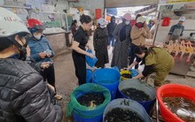 Ngày rằm tháng Giêng, hàng cá phóng sinh đông nghịt, người mua không thèm mặc cả