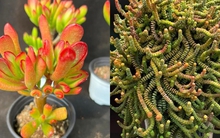 5 loại cây cảnh được ví như "Thần Tài" trong nhà, đừng dễ dàng mang đi tặng, đặc biệt là cây cuối cùng