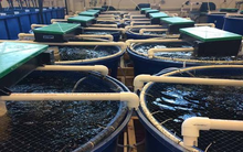 Tăng trưởng bứt phá mang về hơn 10 tỉ USD, triển vọng “kho báu dưới nước” của Việt Nam năm 2025 như thế nào? 