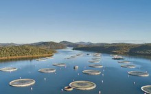 Trứng cá muối có gì đặc biệt mà hơn 300 triệu đồng/kg?