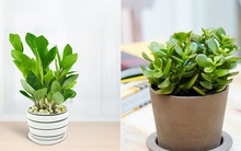 Gia đình bạn không giàu cũng vượng nếu trồng 1 trong 3 loại cây này trong nhà!
