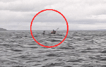Khoảnh khắc kinh hoàng: Thanh niên bị cá voi nuốt chửng khi đang chèo thuyền, diễn biến 8 giây sau đó càng gây sốc