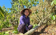 Hàng trăm trụ tiêu, cà phê ở Gia Lai bị phá hoại