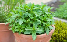 Trồng cây gì để đuổi muỗi an toàn, hiệu quả?