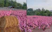 Đàn vịt màu hồng ở miền Tây gây sốt mạng xã hội