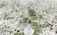 Gần 1 triệu người chụp ảnh hoa mận 'tặng' Mộc Châu 1.200 tỷ