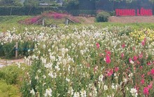 Quận Tây Hồ sẽ có vườn hoa, cây xanh rộng hơn 3.400 m2