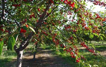 Loại trái cây quý tộc, nổi tiếng xa xỉ bất ngờ rớt giá, "rẻ chưa từng có": Vì sao?