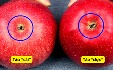 Cứ mua táo là được mẹ chồng khen nức nở, EQ tôi không cao nhưng có 7 chiêu này rất đỉnh