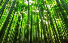 Dùng vật liệu tre cho cầu vượt biển dài gấp 20 lần cầu Golden Gate, ngành công nghiệp tre 74 tỷ USD của quốc gia hàng xóm Việt Nam 'đỉnh' như thế nào?