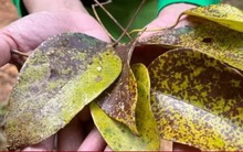 Phát hiện loài cây đười ươi ăn có khả năng chống ung thư