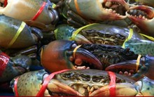 Một loại thủy sản Việt Nam xuất khẩu sang Trung Quốc tăng tới 18 lần