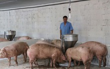 Nguồn cung giảm, giá heo tăng vọt