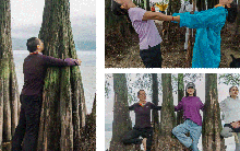 Xu hướng ôm cây của giới trẻ một quốc gia châu Á