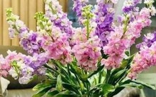 Loại hoa đẹp nhưng có độc mà nhiều người thích cắm trong nhà