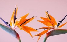 Vì sao hoa thiên điểu đẹp nhưng không nên cắm trong nhà?