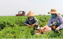 Cà rốt mất giá, nông dân ở Bắc Ninh lao đao