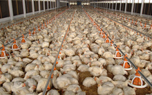 Một mặt hàng của Việt Nam sắp được cấp ‘visa’ vào Singapore, 90% nguồn cung quốc gia này phụ thuộc vào nhập khẩu