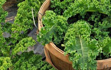 Mỹ đánh giá 3 loại rau này tốt nhất thế giới, toàn rau quen thuộc có bán ở Việt Nam