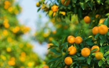 Loại quả “báu vật" ngày Tết, cực tốt cho sức khỏe nhiều người lại chỉ để ngắm