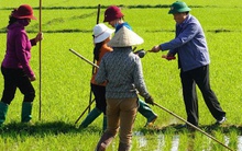 Lãnh đạo tỉnh Quảng Trị ra đồng lì xì cho nông dân