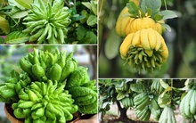 Loại quả "cát tường" hay trưng dịp Tết, là "thần dược bí ẩn", "mắt nhắm mắt mở" bỏ phí bao năm