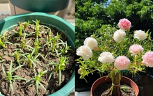 Chơi hoa hết 3 ngày Tết: Thực hiện ngay việc này để cây tiếp tục "hồi sinh", biến ban công thành khu vườn "như mới"