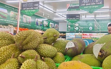 Hết hàng "giải cứu", giá sầu riêng bật tăng trở lại