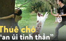 Không chỉ "ôm cây để chữa lành", nhiều người đang thuê "chó an ủi tinh thần" để giải tỏa căng thẳng