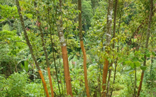 'Khai xuân' thu về 500 tỷ đồng, loại sản vật này của Việt Nam đang được Ấn Độ liên tục chốt đơn - Yên Bái, Thanh Hoá, Nghệ An trồng nhiều nhất