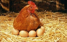 Nhu cầu thuê gà đẻ trứng ở Mỹ tăng đột ngột do “sốc giá trứng”