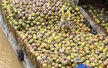 Dừa lên cơn sốt, doanh nghiệp 'đỏ mắt' tìm mua nguyên liệu