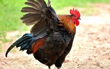 Cụ ông nộp đơn khiếu nại hàng xóm vì gà trống gáy lúc 3 giờ sáng