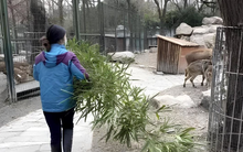 Nữ thạc sĩ Cambridge xin vào sở thú làm công việc ‘bốc mùi’, 8h sáng đến 5h chiều chỉ quanh quẩn chăm thú