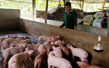 Giá lợn hơi đạt mức kỉ lục, nông dân lãi to