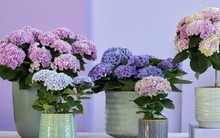 Loại hoa được ví là biểu tượng tình yêu, thường được cắm trong nhà nhưng cực độc