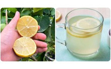 Uống nước chanh ấm trong 10 ngày cơ thể sẽ nhận được tác dụng gì?