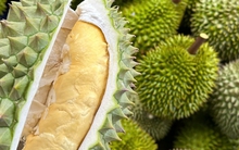 Trái sầu riêng tăng giá trở lại, nhà vườn ở Tiền Giang phấn khởi