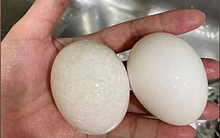 Thấy trứng có 4 đặc điểm này trên vỏ cần vứt ngay, đừng tiếc rẻ mà mang bệnh vào người