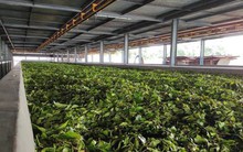 Mua hàng nghìn tấn mỗi tháng, 'vàng trên cây' của Việt Nam có khách VIP từ Đông sang Tây, chinh phục được cả 'ông trùm' thế giới Trung Quốc