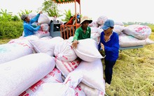 Dự báo mới về giá gạo, một lượng lớn gạo giá rẻ của Ấn Độ có thể tung ra thị trường