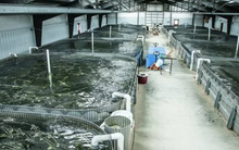 Một loại cá người Việt thu hoạch 1,6 triệu tấn/năm, xuất khẩu đứng đầu thế giới: Thu hơn 100 triệu USD kể từ đầu năm, Mỹ, Trung Quốc liên tục tìm mua