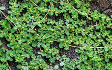 Loại cỏ “nghìn rễ” mọc dại khắp Việt Nam, là vị "thuốc quý" nhưng ít người biết