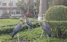 Lộ hình ảnh loài vật ở Thảo Cầm Viên "xổng" ra ngoài, đi khắp thành phố theo cách không ai ngờ tới