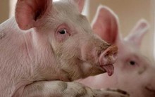 Giá heo hơi tăng nóng vượt 80.000 đồng/kg, các "đại gia" chăn nuôi trúng đậm, hồ hởi tăng đàn