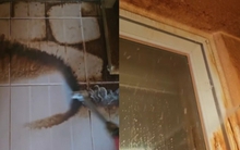 Bức ảnh căn hộ ố vàng đáng sợ khiến dân mạng bàng hoàng, thủ phạm hóa ra rất quen thuộc