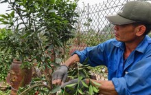 Làng Tứ Liên lại bận rộn với quất héo sau Tết