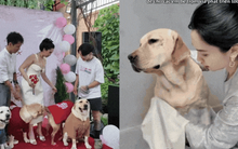 Nữ CEO tổ chức đám cưới cho chó cưng, tự nhận là "mẹ chồng", dành hẳn 1 phòng điều hòa cho "con dâu"