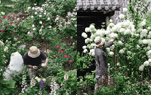 "Lạc bước tiên cảnh" tại khu vườn gây sốt mạng xã hội: Vẻ đẹp khiến ai cũng "xiêu lòng" từ cái nhìn đầu tiên!